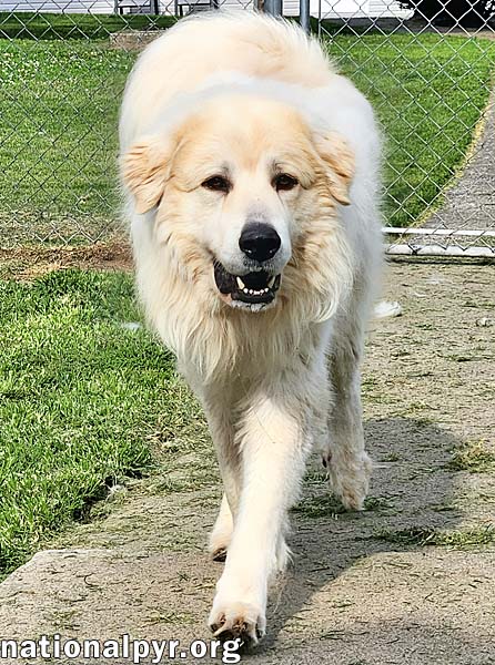 Cooper in KY - Smart, Sweet & Seriously Charming!