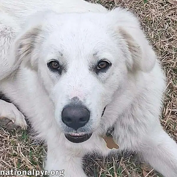 Johanna In La - An Adventure-Seeker - Great Pyrenees