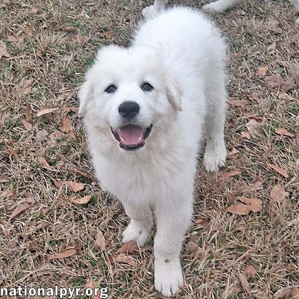 Julian in LA - Loves Playtime & Apple Snacks! Image