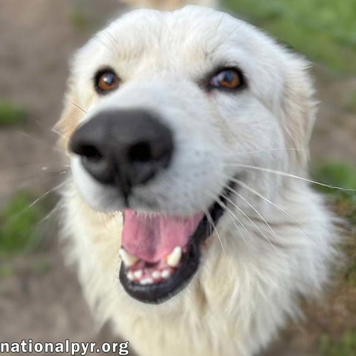 Oscar in GA - Super Loving & Gentle! — thumbnail 4