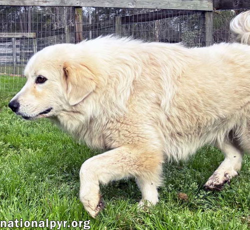 Oscar in GA - Super Loving & Gentle! — thumbnail 6