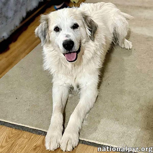 Pretty Girl in TN - Smiles & Wiggles for Pets! — thumbnail 4