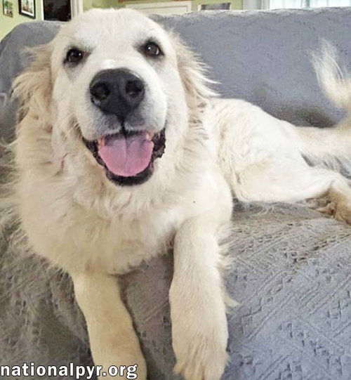 Pretty Girl in TN - Smiles & Wiggles for Pets! — thumbnail 5