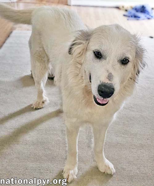 Pretty Girl in TN - Smiles & Wiggles for Pets!