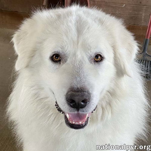 picture of the dog needing adoption