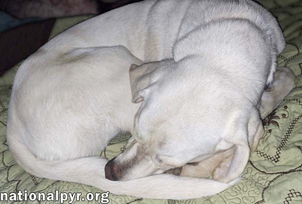 Princess in TN - An Active Sweetheart!