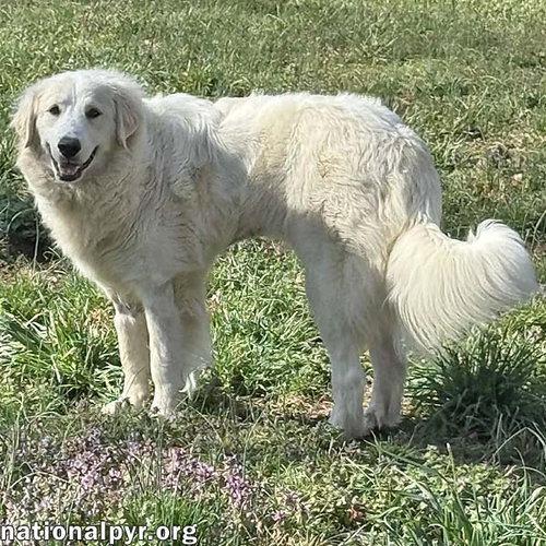 Jolene in TN - Loving, Spunky & Sweet! — thumbnail 4