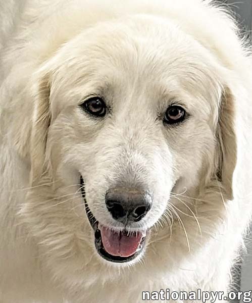 Jolene in TN - Loving, Spunky & Sweet! — thumbnail 5