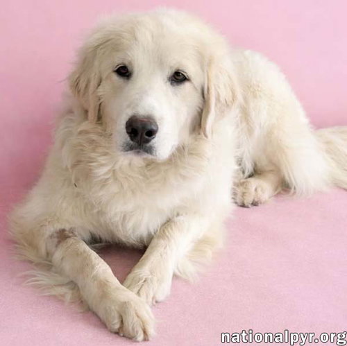 Jolene in TN - Loving, Spunky & Sweet! — thumbnail 6