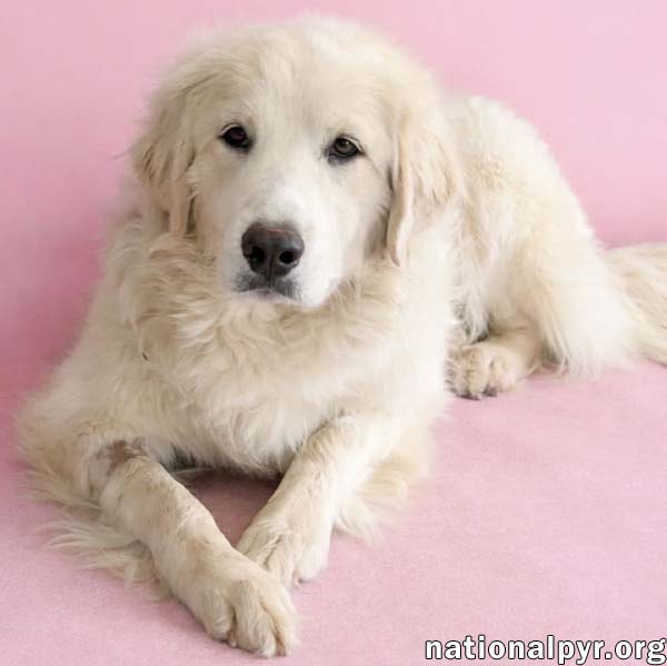 Jolene in TN - Loving, Spunky & Sweet!