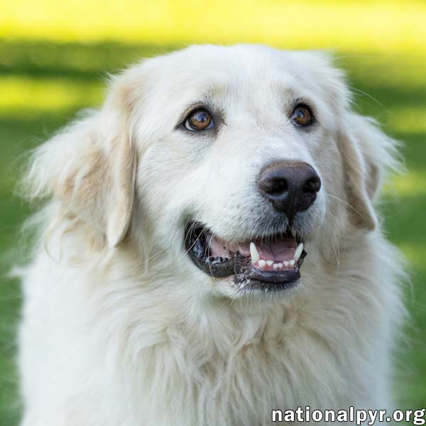 Jolene in TN - Loving, Spunky & Sweet!