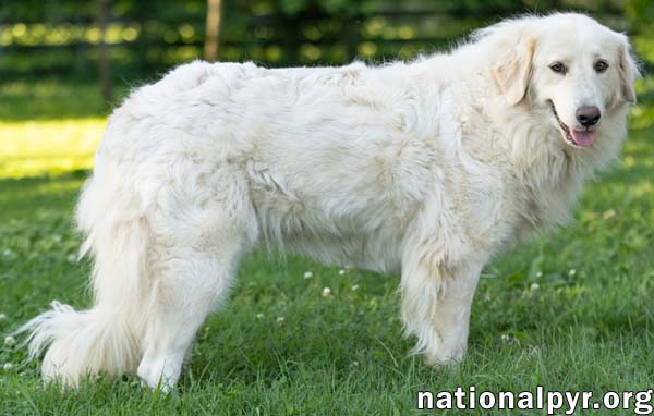 Jolene in PA - Loving, Spunky & Sweet!
