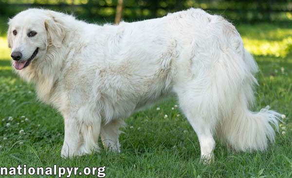Jolene in TN - Loving, Spunky & Sweet!