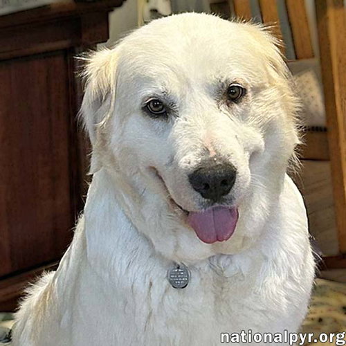 Dove in SC - Always Wears A Joyful Smile!