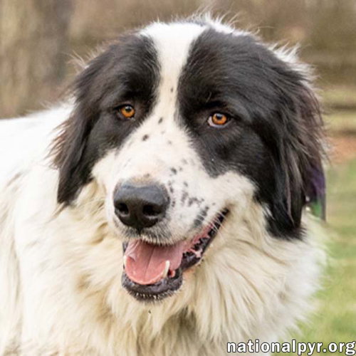 Biggin in NJ - Loves Going For Walks!, an adoptable Great Pyrenees in Beacon, NY