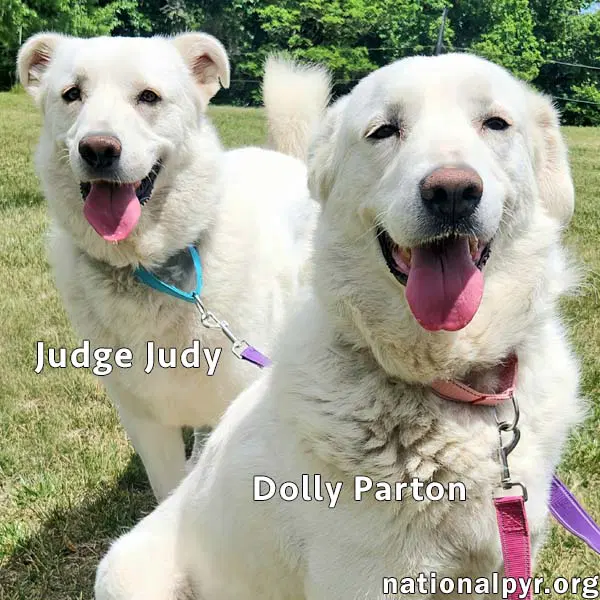 Judge Judy  Dolly Parton In Ky - A Fun Duo - Great Pyrenees