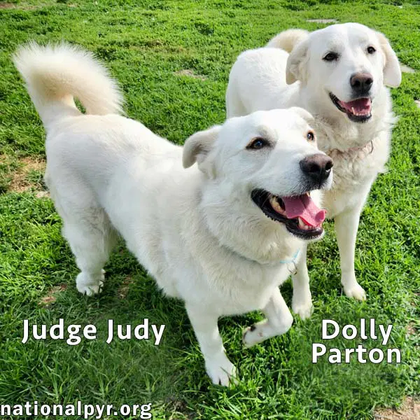Judge Judy  Dolly Parton In Ky - A Fun Duo image 2