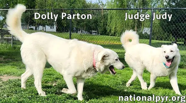 Judge Judy  Dolly Parton In Ky - A Fun Duo image 3