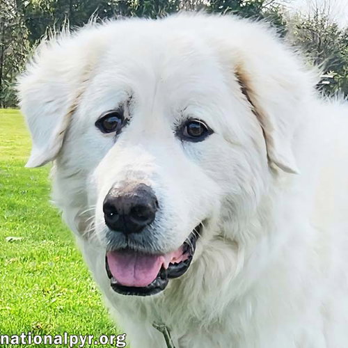 Arlo in KY - A Gentle Soul!