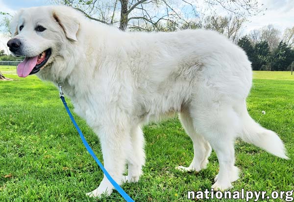 Arlo in KY - A Gentle Soul!