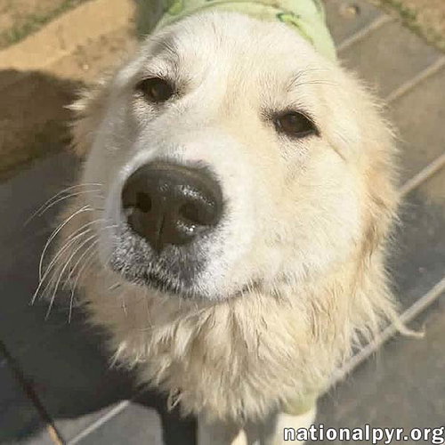 picture of the dog needing adoption