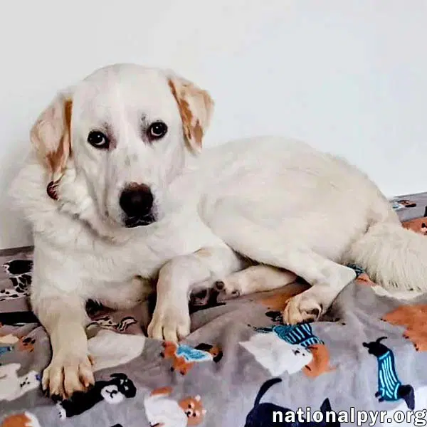 Charlie In Va - Sweet  Snuggly Pocket Pyr - Great Pyrenees