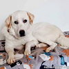 Charlie in VA - Sweet & Snuggly Pocket Pyr! - Photo 1