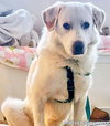 Charlie in VA - Sweet & Snuggly Pocket Pyr! - Photo 2