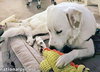 Charlie in VA - Sweet & Snuggly Pocket Pyr! - Photo 3
