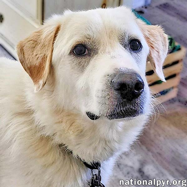 Charlie in VA - Sweet & Snuggly Pocket Pyr!