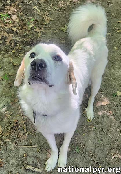 Charlie in VA - Sweet & Snuggly Pocket Pyr!, photo 2