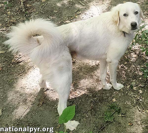 Charlie in VA - Sweet & Snuggly Pocket Pyr!, photo 3