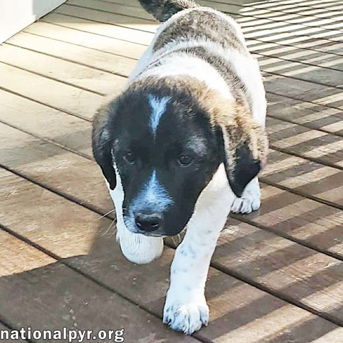 Cheddar in KY - Confident, Playful & Entertaining!