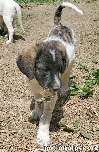 Cheddar in KY - Confident, Playful & Entertaining!