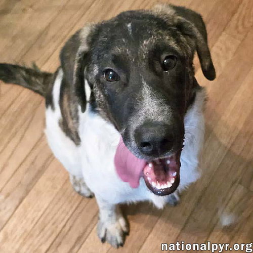 picture of the dog needing adoption