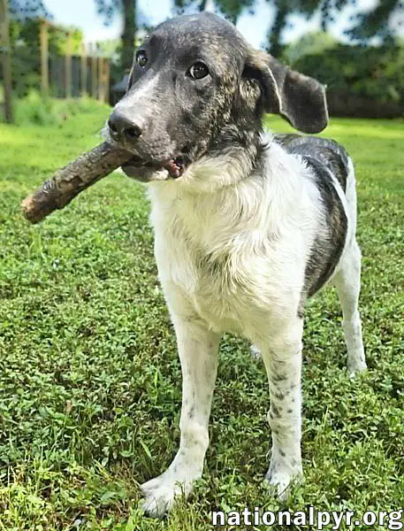 Cheddar In Ky - Confident Playful  Entertaining image 3