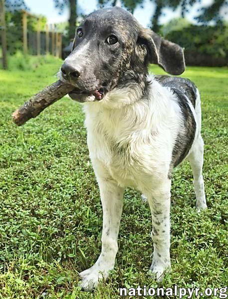 Photo 3 of Cheddar in CT - Confident, Playful & Entertaining!