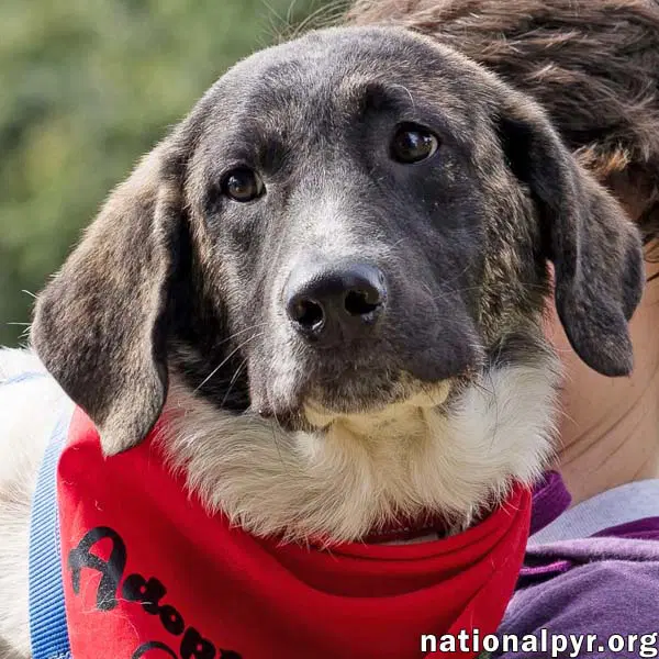 Cheddar In Ky - Confident Playful  Entertaining - Great Pyrenees