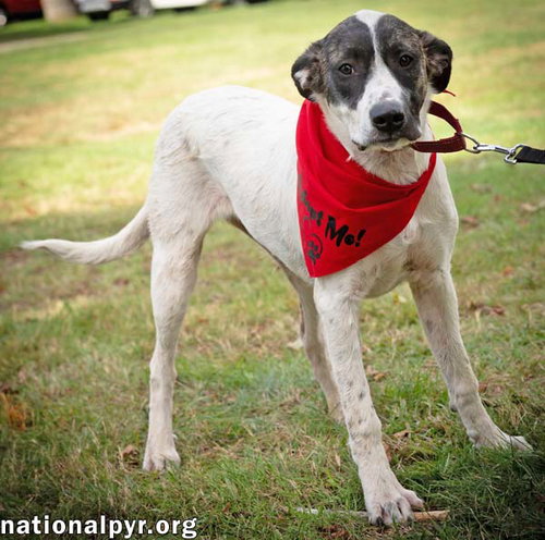 Photo 2 of Honey in CT - Calm, Cool & Collected!