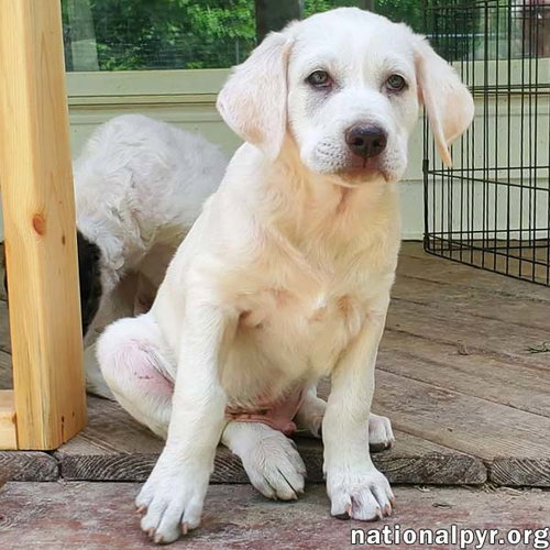 Onion in KY - Laid-back & Easy-going Pup!