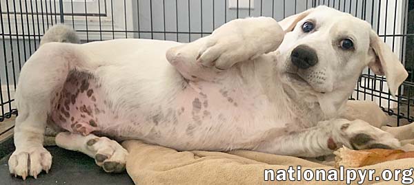 Onion in KY - Laid-back & Easy-going Pup!