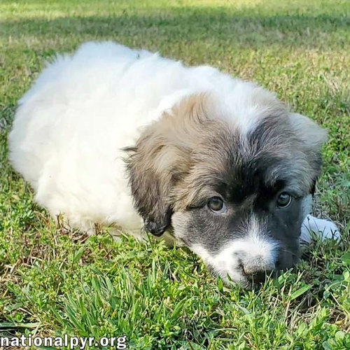 Potato in KY - Loves Long Belly Rubs!