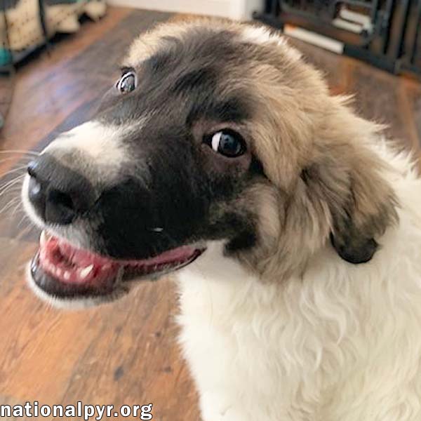 Potato in KY - Loves Long Belly Rubs!