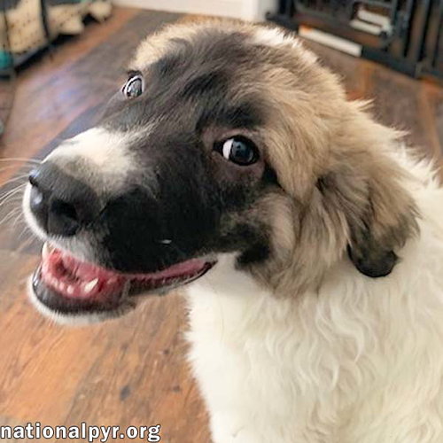 Potato in KY - Loves Long Belly Rubs!, an adoptable Great Pyrenees in Beacon, NY