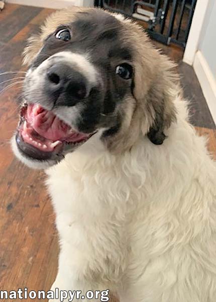 Potato in KY - Loves Long Belly Rubs!