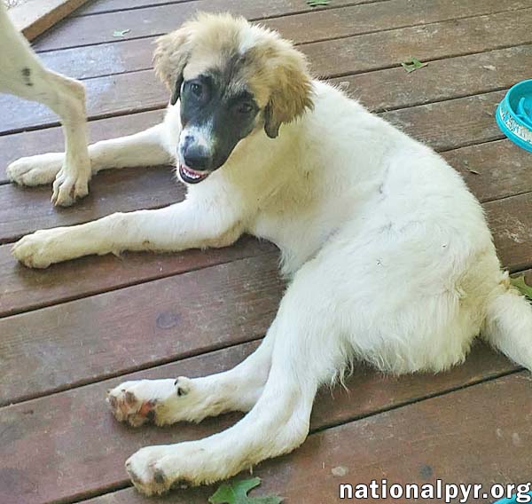 Potato in KY - Loves Long Belly Rubs!