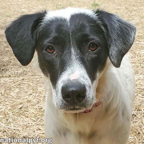 Sunnie in KY - Loves Lap Time & Belly Rubs!