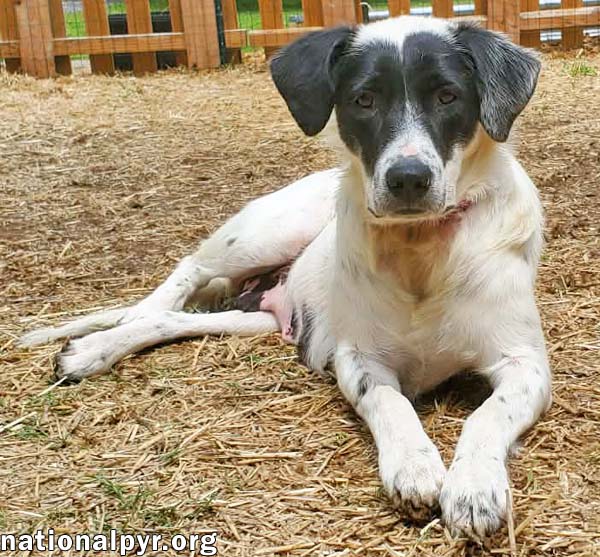 Sunnie in KY - Loves Lap Time & Belly Rubs!