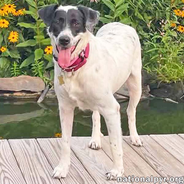 Sunnie in PA - Loves Lap Time & Belly Rubs!, photo 2