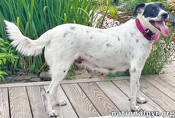 Sunnie in NY - Loves Lap Time & Belly Rubs!